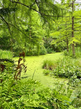 Gölün yüzeyi ördek otu ve zambak ile kaplıydı. Ormanın ortasında yeşil bitkilerle dolu bir gölet manzarası..