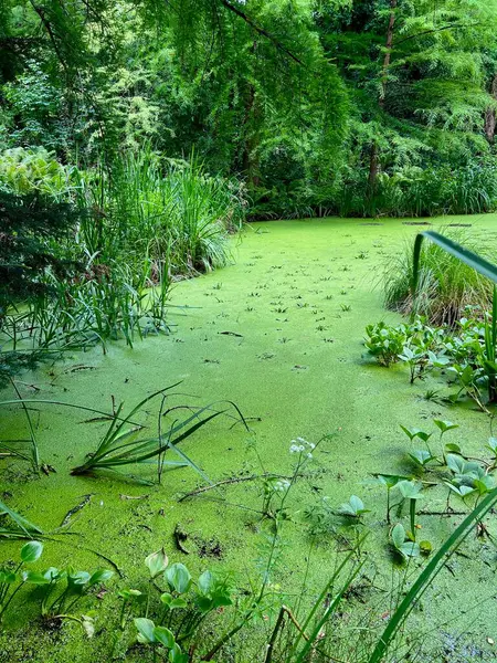 Gölün yüzeyi ördek otu ve zambak ile kaplıydı. Ormanın ortasında yeşil bitkilerle dolu bir gölet manzarası..