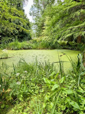 Gölün yüzeyi ördek otu ve zambak ile kaplıydı. Ormanın ortasında yeşil bitkilerle dolu bir gölet manzarası..