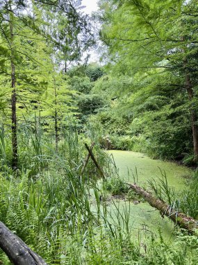 Gölün yüzeyi ördek otu ve zambak ile kaplıydı. Ormanın ortasında yeşil bitkilerle dolu bir gölet manzarası..