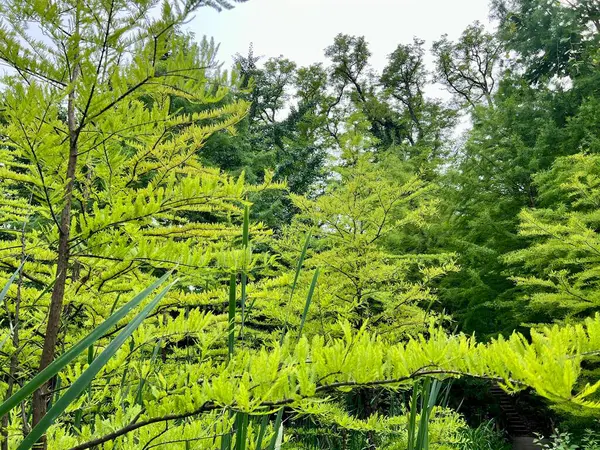 stock image Japanese garden with green trees and plants in the summer. Natural background