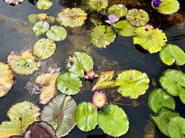 Pembe nilüfer çiçeği, arka planda yeşil yapraklar olan bir gölette.