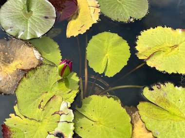 Gölette nilüfer yaprakları, parkta fotoğraf..