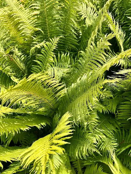 stock image Green ferns in the garden close-up. Nature background. Sustainable Climate Visuals