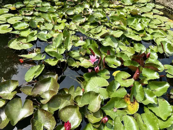 Pembe nilüfer ya da nilüfer çiçeği bahçesinde yeşil yapraklarla gölette.