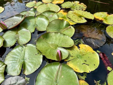Yeşil yapraklı ve kırmızı çiçekli bir gölette zambak..