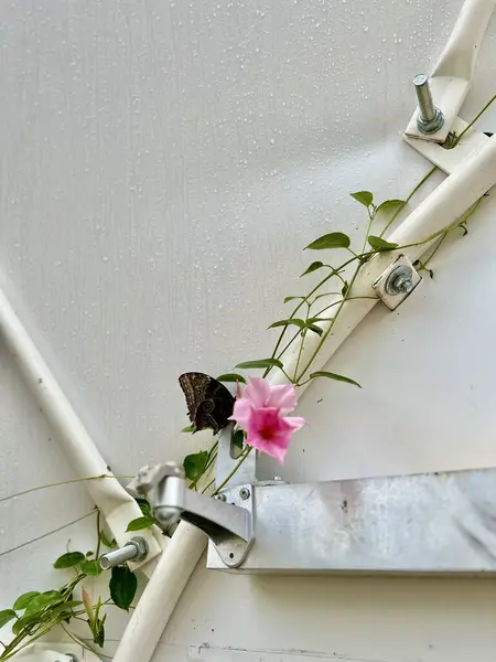 stock image Butterfly on the lock of a white wooden door with flowers