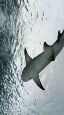 Akvaryumdaki su tankında farklı balıklar.