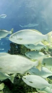 Akvaryumdaki su tankında farklı balıklar.