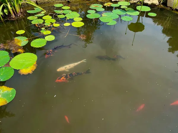 Polonya 'nın botanik bahçesindeki parktaki nilüfer çiçekleri ve yapraklarla küçük bir gölde yüzen koi balığı.