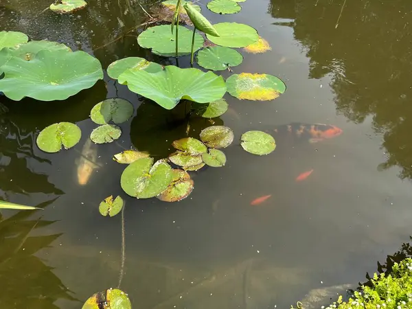 stock image Koi fish swimming in the small pond with lotus flowers and leaves in the park at arboretum, Poland