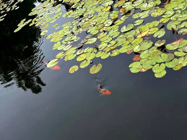 Stock image Koi fish swimming in the small pond with lotus flowers and leaves in the park at arboretum, Poland