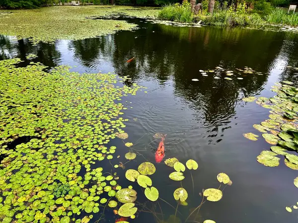 stock image Koi fish swimming in the small pond with lotus flowers and leaves in the park at arboretum, Poland