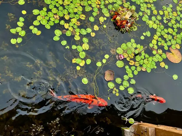 stock image Koi fish swimming in the small pond with lotus flowers and leaves in the park at arboretum, Poland