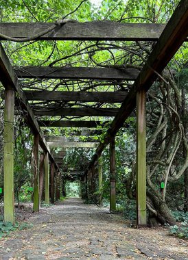 Bahçede yeşil yapraklı eski ahşap koridor pergola..