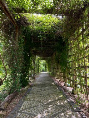 Bahçede yeşil yapraklı eski ahşap koridor pergola..