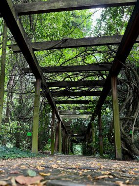 Bahçede yeşil yapraklı eski ahşap koridor pergola..