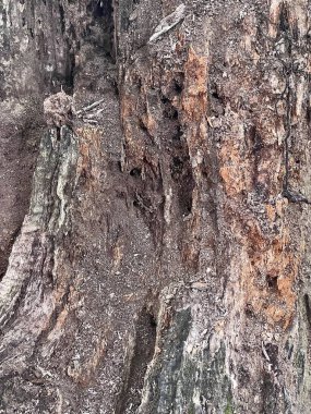 Yaşlı bir ağacın kabuğunun dokusu. Yaşlı ağaç kütüğünün dokusu. Tasarım için soyut arkaplan ve doku. Yakın plan..