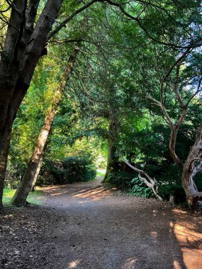 Ağaçların olduğu ormanda yol ve yazın güneş ışığı.