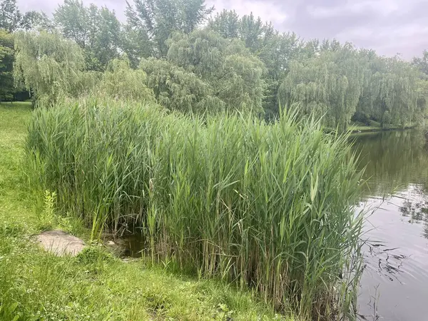 Şehir parkındaki gölün kıyısındaki söğüt ağaçlarının üzerinde bir gölet ve köprü olan manzara.