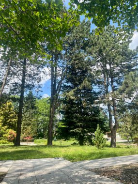 Chorzow, Silezya, Polonya 'da güneşli bir günde ağaçlar ve çimlerle Japon parkının manzarası