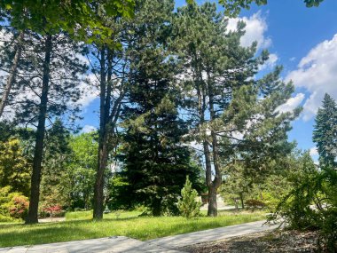 Chorzow, Silezya, Polonya 'da güneşli bir günde ağaçlar ve çimlerle Japon parkının manzarası