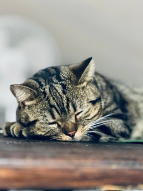Evdeki ahşap masada uyuyan sevimli tekir kedi..