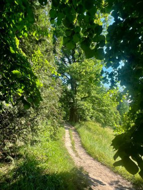 Yeşil yapraklı ve ağaçlı bir ormanda yaz güneşli bir günde yol