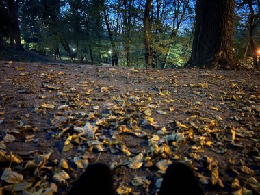 Sonbaharda şehir parkında asfalt yolda düşen yapraklar.