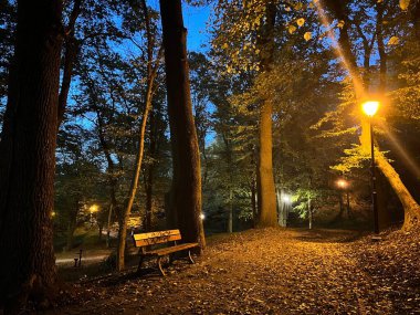 Geceleri Przemysl, Polonya 'da bir bankın ve ağaçların önünde sonbahar parkı