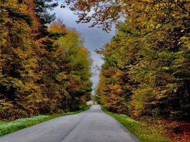 Ormanda sonbahar yolu. Yollu güzel sonbahar manzarası.