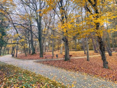 Sonbahar parkında yere düşen yapraklarla ahşap bir bank.