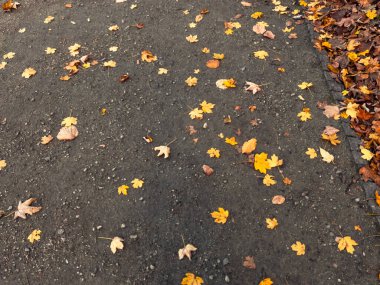 Sonbaharda şehir parkında asfalt yolda düşen yapraklar.