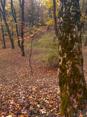 Sonbahar orman manzarası, yerde sarı yapraklar ve yerde sis.