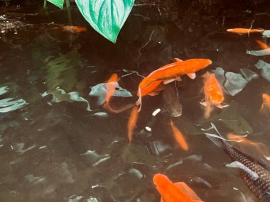 Red, black and white Koi fish swimming in a pond in the garden clipart