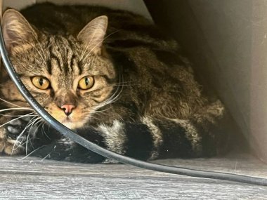 Tekir kedi duvardaki delikten bakıyor. Kedi bir şey arıyor..