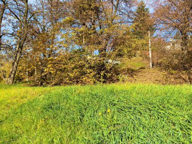 Sarı ağaçlar, çimenler ve mavi gökyüzüyle sonbahar manzarası.