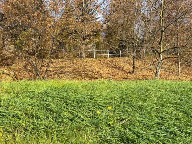 Sarı ağaçlar, çimenler ve mavi gökyüzüyle sonbahar manzarası.
