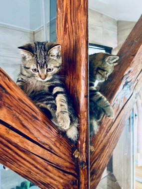 Evdeki ahşap merdivende oturan sevimli tekir kedicikler..