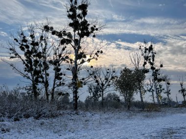 Winter landscape with snow covered silhouettes of mistletoe trees and blue sky with clouds at sunrise