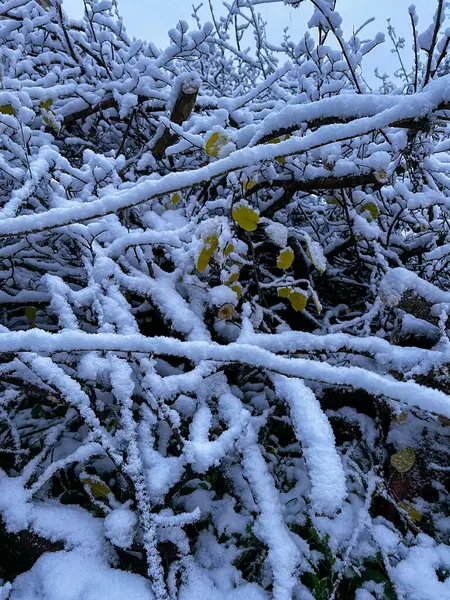 Soğuk bir kış gününde yaprakları beklenmedik karlarla kaplı bir çalılığın yakınında. Fotoğrafı kapat. 