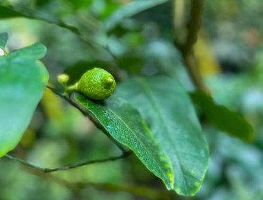 Bahçedeki ağaçtaki küçük limon meyvesi. Seçici odak.