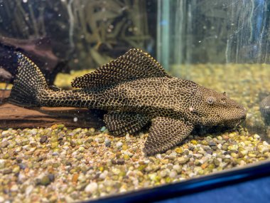 Close-up of a black grouper fish in the aquarium. Underwater view of a catfish in a freshwater aquarium with stones clipart