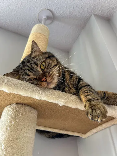 Şirin tekir İskoç düz mermer kedi evde kedi tırmalama kulesinde dinleniyor.