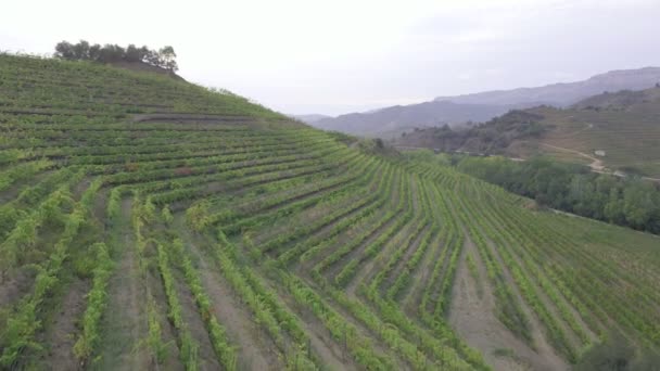 Panoramisch Uitzicht Wijnvelden Wijngaarden Een Berghelling Bij Zonsondergang Drone Aanzicht — Stockvideo