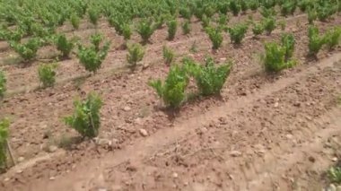 Güneşli bir günde üzüm çalılarının üzerinde uçmak. Kocaman üzüm tarlası..