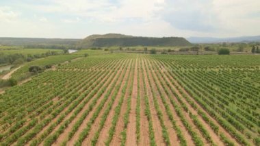 Üzüm bağları, üst manzara. Yeşil üzüm çalıları drone görüntüsü. Büyük bir üzüm bağının üzerinde uçmak.