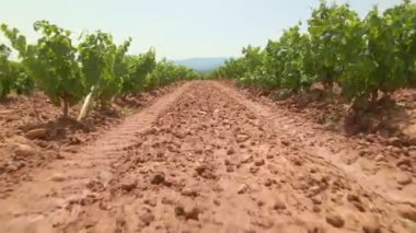 Üzüm çalıları boyunca hareket. Güneşli havada üzüm bağları.