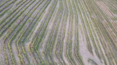 Sarmaşık bağlarının yemyeşil sıralarının göz kamaştırıcı hava manzarası: asma ekiminin güzelliğini ve aşağıdaki manzarayı gösteren büyüleyici drone görüntüleri