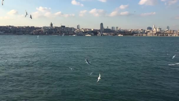 Frantic Flock Seagulls Fluttering Hunting Food Bosporus Shoreline Part Istanbul — Stock Video